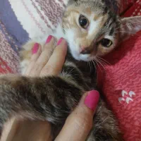 واگذاری بچه گربه