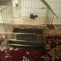قفس پرنده