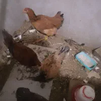 مرغ و خروس محلی لاغر آماده تخم مرغ قرمز ۶ ماهه