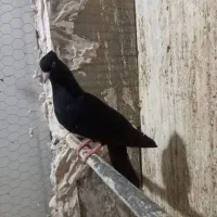 کبوتر سینه سیاه