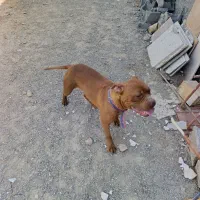 پیتبول ماده تریر