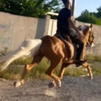 اسب یورغه مسابقه‌ای
