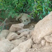 سگ پاکوتاه ماده ودوتا توله خراسانی نروماده