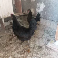 مرغ تخم گذار سه تا مرغ رسمی