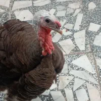 بوقلمون ماده