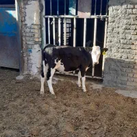 گوساله  ماده  سمینتال  اصل