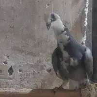 کبوتر