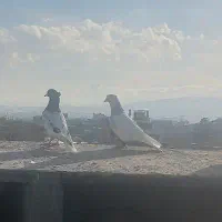 سرخ دم سفید چتن کله سیاه طوقی