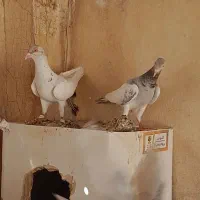 چندجفت کفتراس