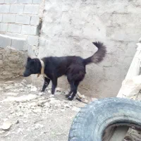 سگ نر|سگ|استهبان, |دیوار