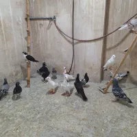 15عددکفتر صید