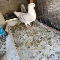 کبوتر ساتن،بلژیکی