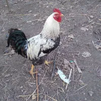 ارگانیک،خروس،مرغ،جوجه،بوقلمون