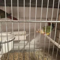 فروش ۳ جفت گرینچیک اناناسی مولد