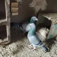 کفتر سبز آلمانی نر و ماده هم پرش هم جفتگاه