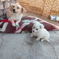 سگ خارجی توله با ماده