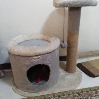 لونه و اسکرجر گربه