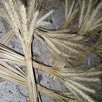 گلدان سنگی وخوشه گندم طلایی