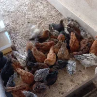 جوجه مرغ و خروس نژاددار
