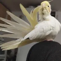 پرنده عروس هلندی گم شده