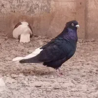کبوتر زاغ دم سفید نژاد قدیم