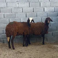گوسفندمیش ۲ راس کاور بره ماده غزل افشار پارسالی