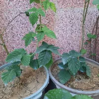 تمشک فرانسوی بدون خار