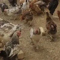 فروش مرغ و دونخوری و اب خوری