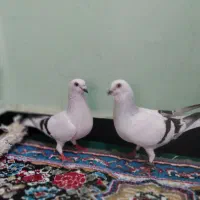 شامی