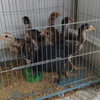 باعرض سلام.جوجه لاری