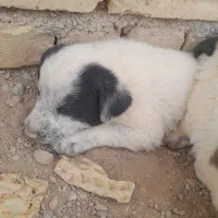 سگ ۰۰۰|سگ|شهرضا, |دیوار