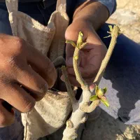 پیوند و پیوندک پسته
