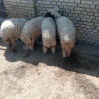 بره نر وماده