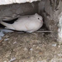 کبوتر‌‌دم‌سیاه‌باخت‌