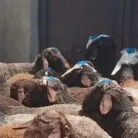 کاه