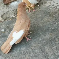 کبوترکبوتر