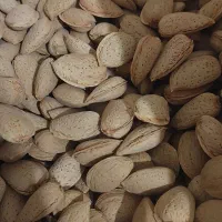 فروش بادام سنگی و سوپرنوا