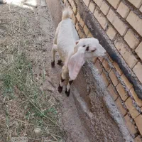 بز در شادگان