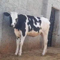 گوساله ماده