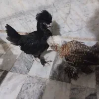 جوجه سلطان ۸۵ روزه