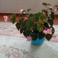 گل طبیعی|گل و گیاه طبیعی|چرداول, |دیوار