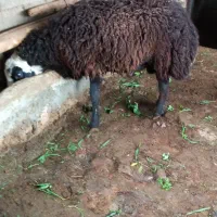 قیمت 60تومن|حیوانات مزرعه|کوهدشت, |دیوار