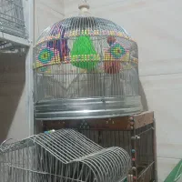 جوجه سهره قناری