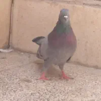 کفتراصفهانی نر