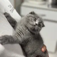 گربه اسکاتیش بلو
