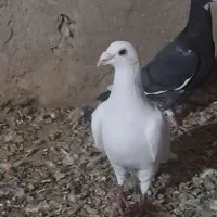 ۱۵۰۰