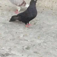 سیاه چشم چنگ سفید ،یا همون ابادانی