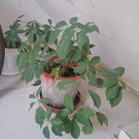 حراج وسایل