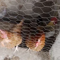 مرغ و خروس فروشی