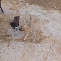 یک جفت توله نژاد دار